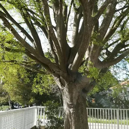 Trbi - One Bedroom - Mely *